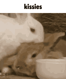 Love Riel GIF - Love Riel Bunny GIFs