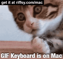 Gif Keyboard Is On Mac GIF - Gifkeyboardformac Shocked Cat GIFs