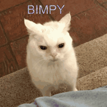 Bimpy Cat GIF - Bimpy Cat GIFs