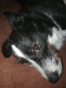 a close up of a black and white dog laying on the floor
