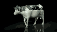 Milk Cow GIF - Milk Cow GIFs