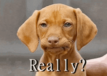 a brown puppy is being held by a person and says " really " in white letters
