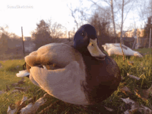 Duck Surprise GIF - Duck Surprise GIFs