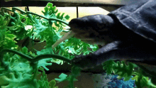 Turtle Eating GIF - Turtle Eating Hello Chat GIFs