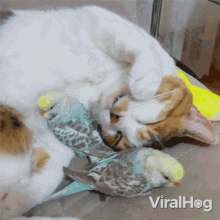 Sleeping Viralhog GIF - Sleeping Viralhog Snuggle GIFs