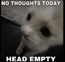 a picture of a cat with a caption that says no thoughts today head empty