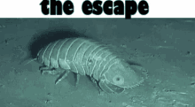 escape pollie