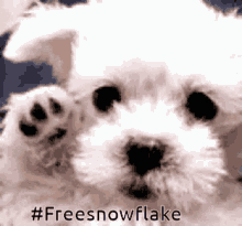 Ted Cruz Snowflake GIF