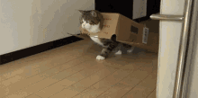 Boxing Day GIF - Cats Cats In Boxes Armor GIFs