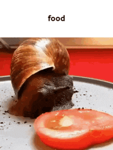 a snail is crawling on a plate with a slice of tomato next to it .