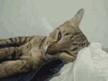 Pluto Meow GIF - Pluto Meow Cat GIFs