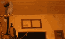 two parrots are sitting on a rope in a room with a window and a 4gifs.com watermark on the bottom