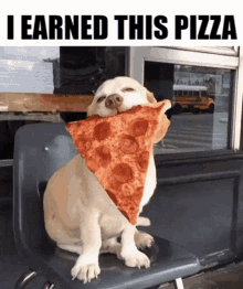 Earned This Pizza Pizza Dog GIF - Earned This Pizza Pizza Dog GIFs