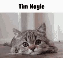 Tim Nagle Cat GIF - Tim Nagle Cat Pet GIFs