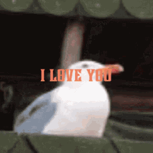 I Love You Bird GIF - I Love You Bird Scream GIFs
