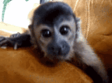 Cute Monkey GIF - Cute Monkey Tsukabe GIFs