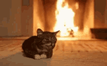 Cat Finally November GIF - Cat Finally November Fire Place GIFs