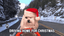 driving home for chriatmas santa dog merry christmas driving animals funny dog