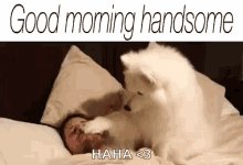 Good Morning Handsome Dog GIF