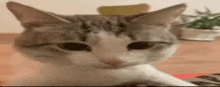 Bruh Bruh Cat GIF - Bruh Bruh Cat Bruh Cat Moment GIFs
