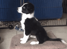 Collie Pup Border Collie GIF