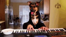 Keyboard Dog GIF - Keyboard Dog Wtf GIFs
