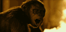 Koba Planet Of The Apes GIF - Koba Planet Of The Apes GIFs