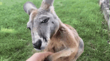Dababy Kangaroo GIF - Dababy Kangaroo GIFs