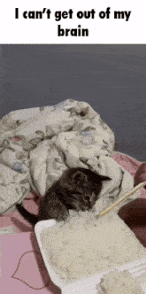 a cat laying on a bed next to a box of rice