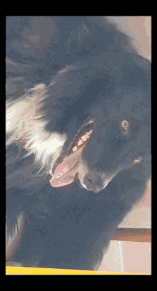 a close up of a dog with its tongue out