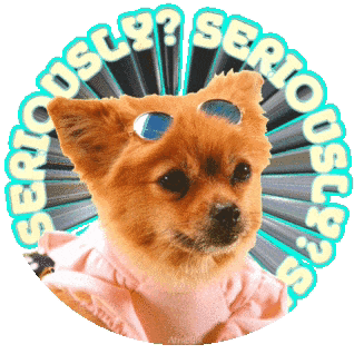 beanie dog with hat meme