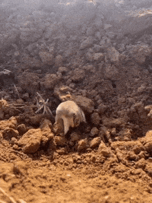a small animal crawls through a pile of dirt and rocks