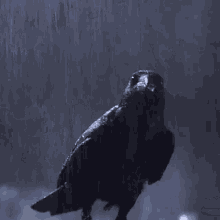 crow the