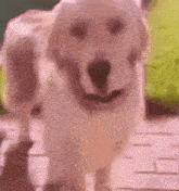 a close up of a dog standing on a sidewalk