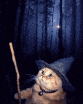 a cat is wearing a witch hat and holding a wand