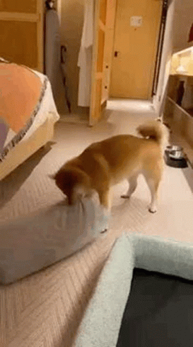 Mochi Shiba GIF - Mochi Shiba GIFs