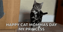 Mom Mama GIF - Mom Mama Mama Cat GIFs
