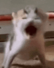 a cat is standing on its hind legs with its mouth open and looking at the camera .