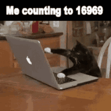 cat typing counting