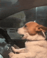 Drivingdog GIF - Drivingdog GIFs