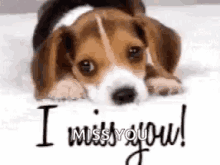 Puppy Miss You GIF