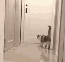Jinx The Cat Qwerty Andrew GIF - Jinx The Cat Qwerty Andrew GIFs
