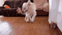 a dog is playing with a ball and a rabbit is looking on .
