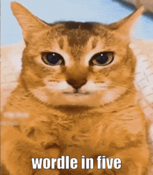 a close up of a cat with the words wordle in five written below it