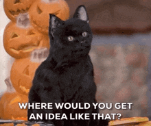 a black cat is sitting in front of a stack of pumpkins and says where would you get an idea like that .