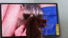 Bengal Cat Raccoon GIF - Bengal Cat Raccoon Cats Watching Tv GIFs