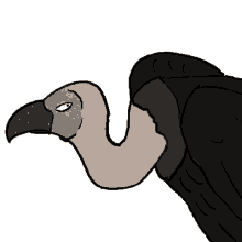 vulture suss sussy shifty shifty eyes