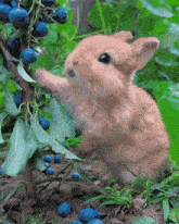 Blueberry Blueberry Bunny GIF - Blueberry Blueberry Bunny Rampant Consumption GIFs