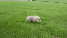 свин бегит GIF - свин бегит свинопобег GIFs