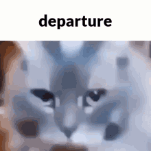 Grey Cat Cat GIF - Grey Cat Cat Arrival GIFs